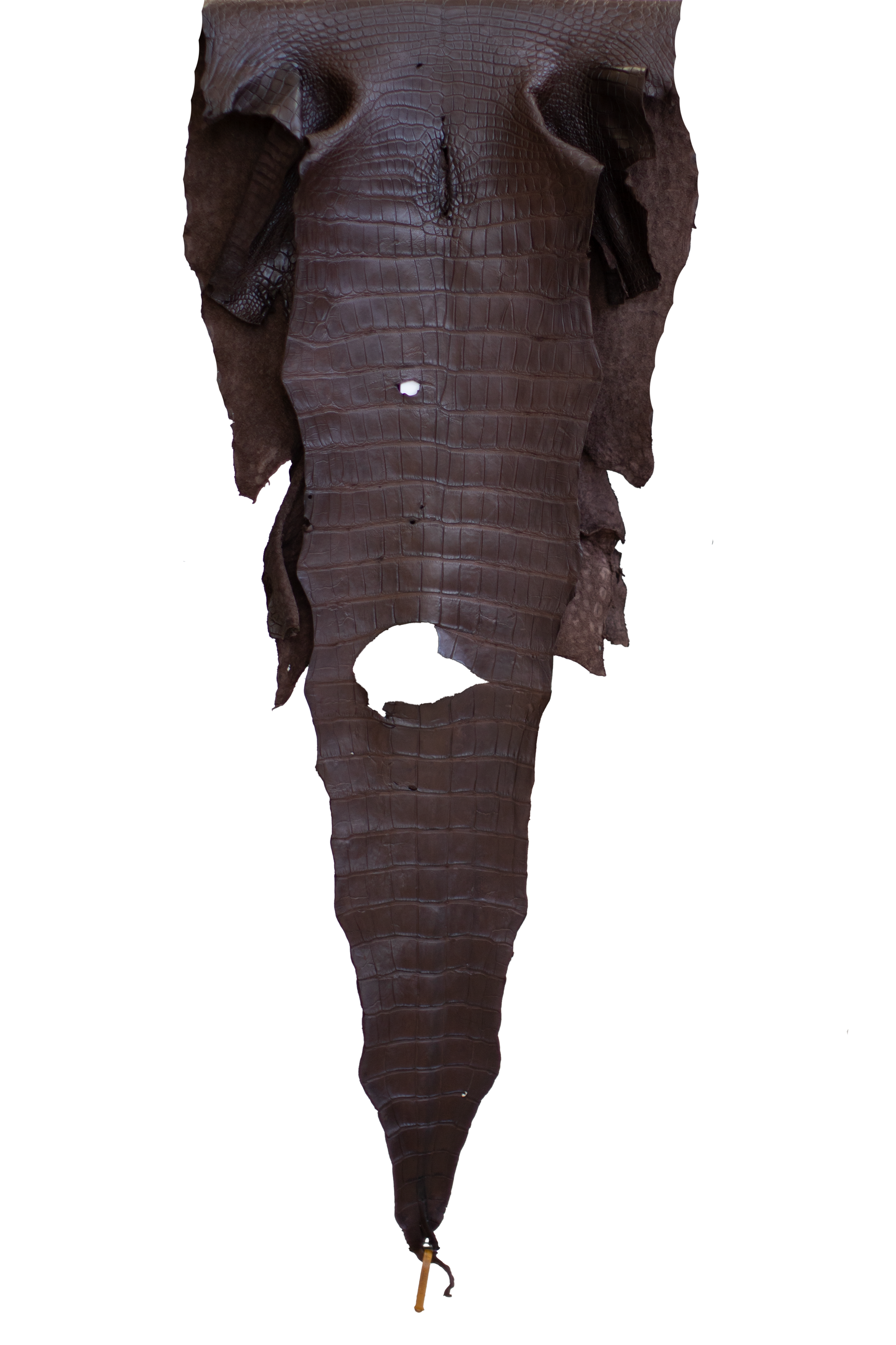 56 cm Grade 3/4 Ideal Brown Matte Wild American Alligator Leather - Tag: LA22-0020419