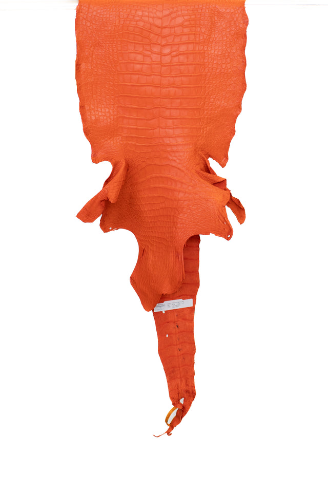 38 cm Grade 2/3 Orange Matte Wild American Alligator Leather - Tag: LA22-0021072