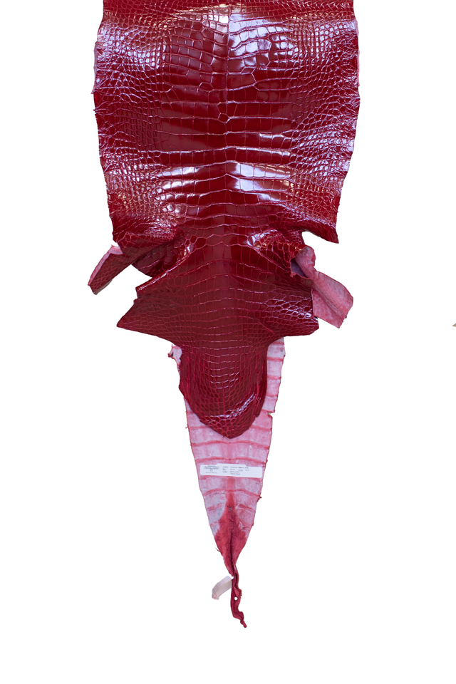 40 cm Grade 3/4 Red Glazed Wild American Alligator Leather - Tag: LA17-0030387