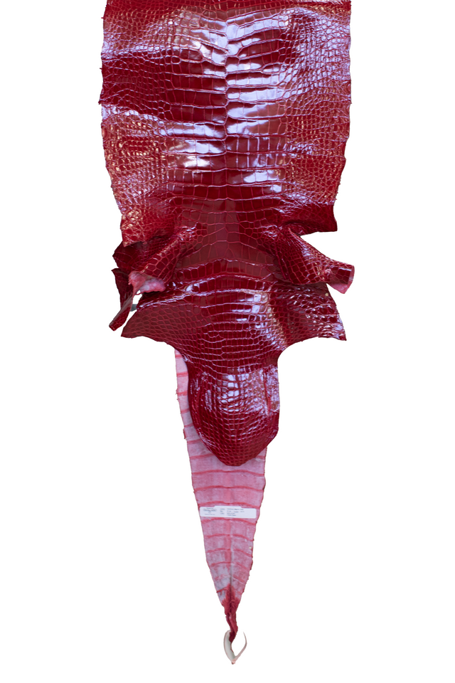 40 cm Grade 3/4 Red Glazed Wild American Alligator Leather - Tag: LA17-0034375