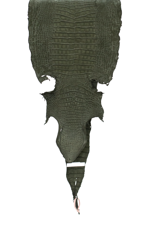 45 cm Grade 3/4 Olive Green Nubuck Wild American Alligator Leather - Tag: LA18-0037380