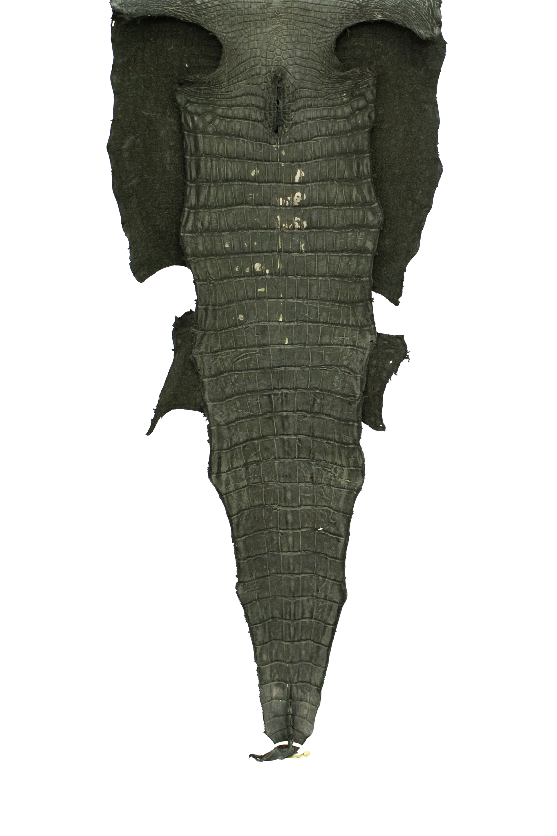 72 cm Grade 4/5 Olive Green Nubuck Wild American Alligator Leather - Tag: LA22-0052785
