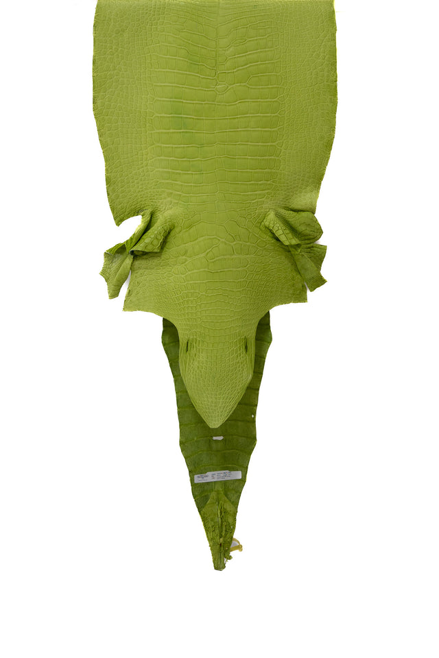 50 cm Grade 3/4 Chartreuse Matte Wild American Alligator Leather - Tag: LA19-0017779