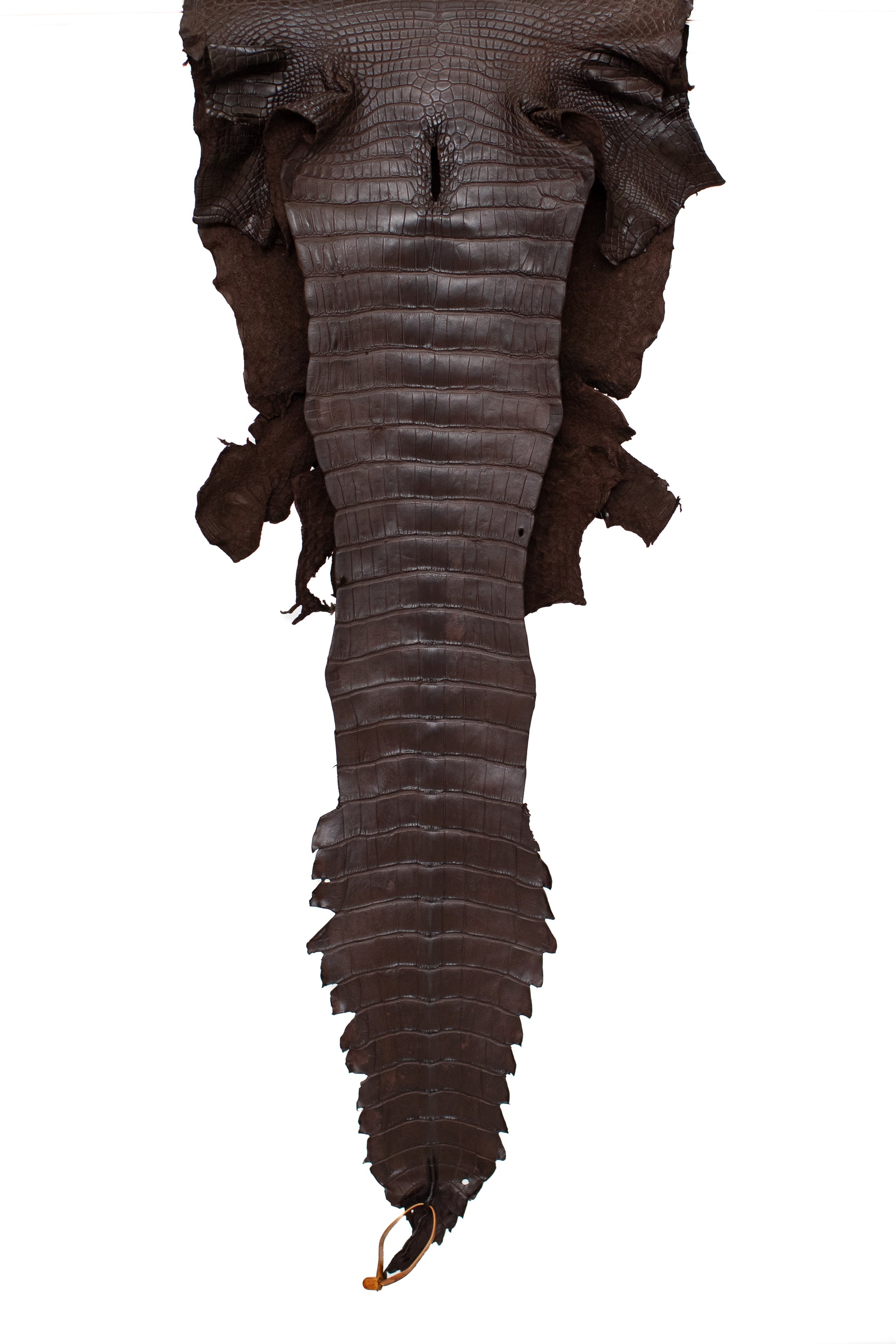 37 cm Grade 1/2 Chocolate Matte Wild American Alligator Leather - Tag: FL22-0002224