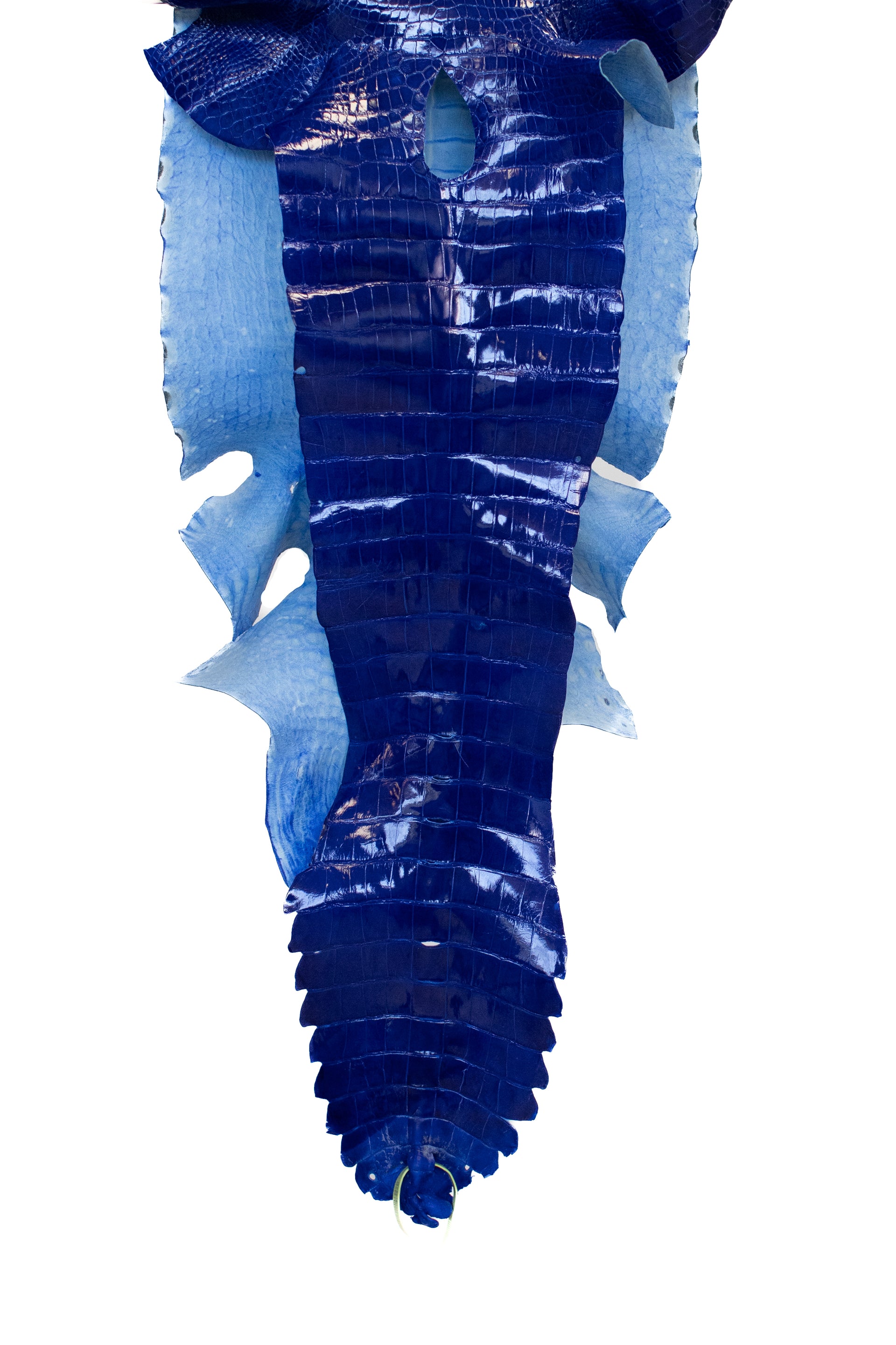 38 cm Grade 2/3 Electric Blue Glazed Wild American Alligator Leather - Tag: FL22-0002250