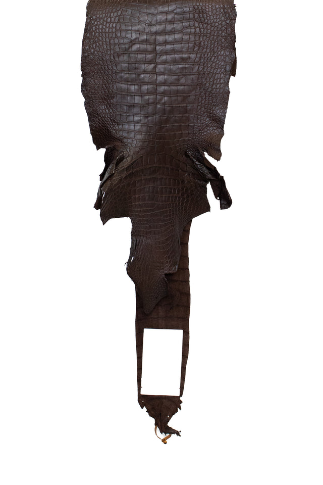 37 cm Grade 3/4 Chocolate Matte Wild American Alligator Leather - Tag: FL22-0002256