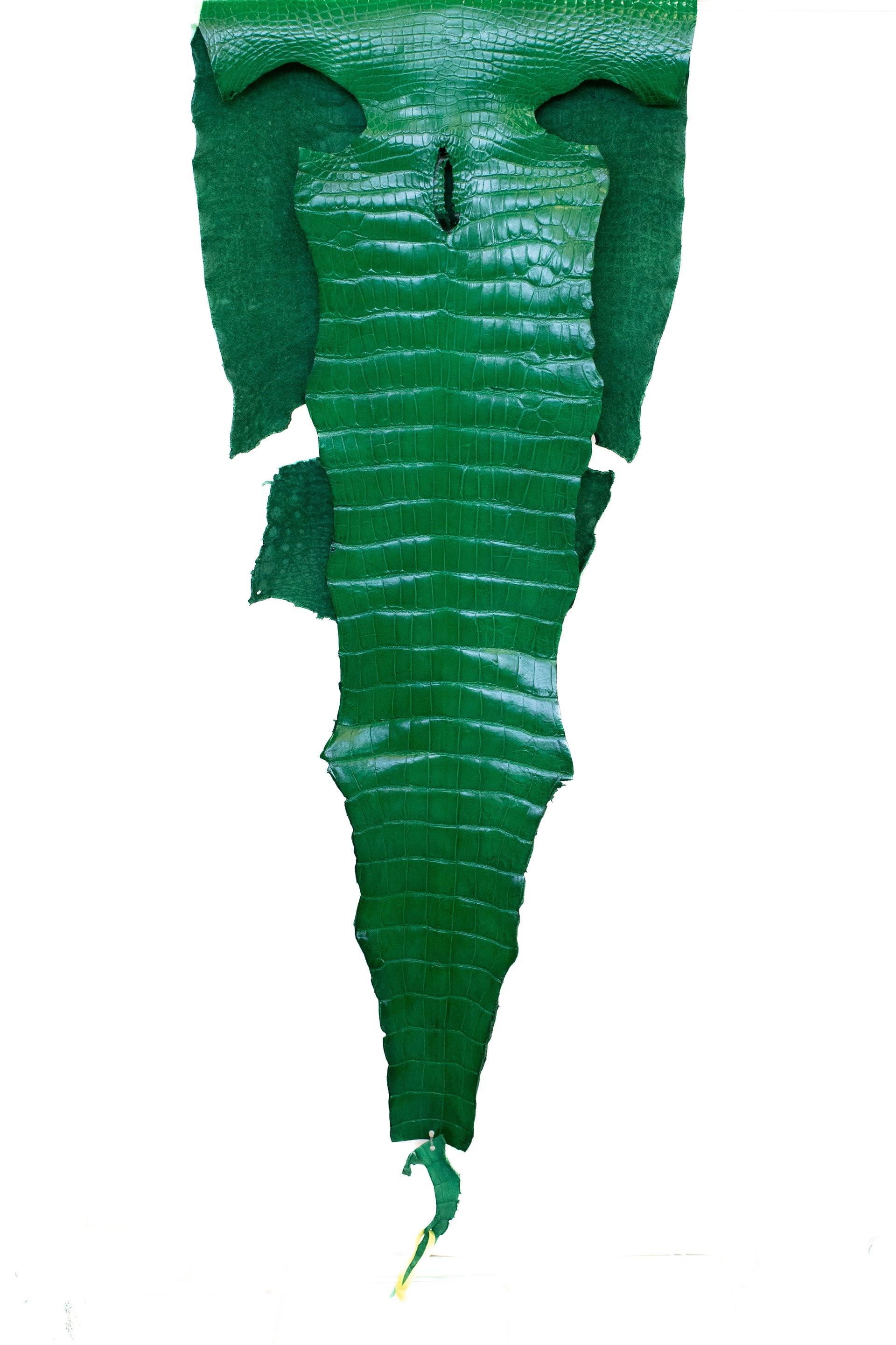 52 cm Grade 3/4 Libra Green Millennium Wild American Alligator Leather - Tag: LA22-0003944