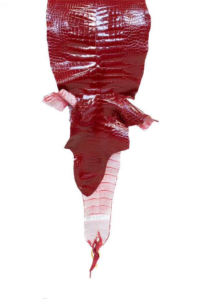 36 cm Grade 2/3 Red Glazed Wild American Alligator Leather - Tag: LA22-0003986