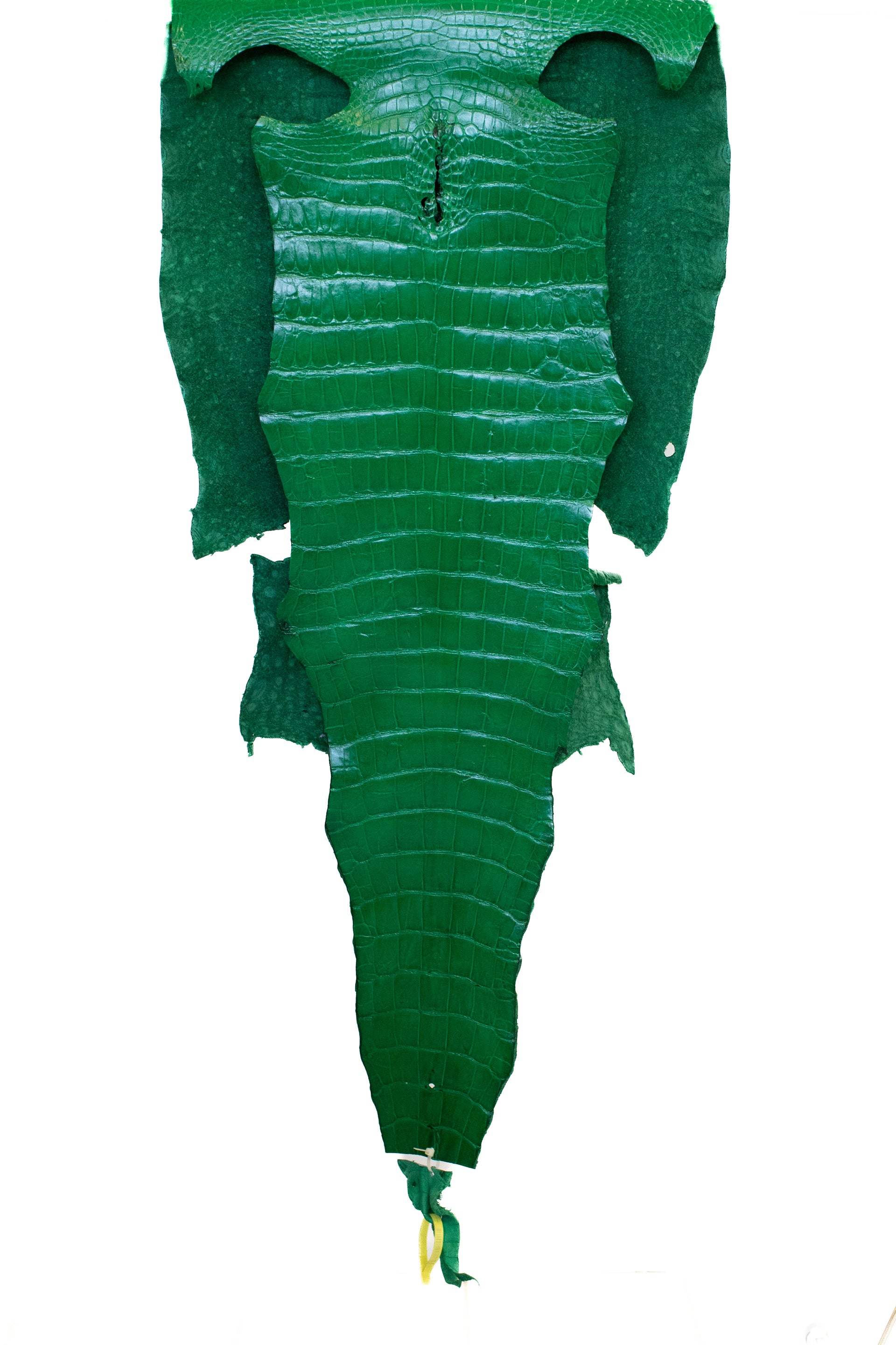 56 cm Grade 2/3 Libra Green Millennium Wild American Alligator Leather - Tag: LA22-0004562
