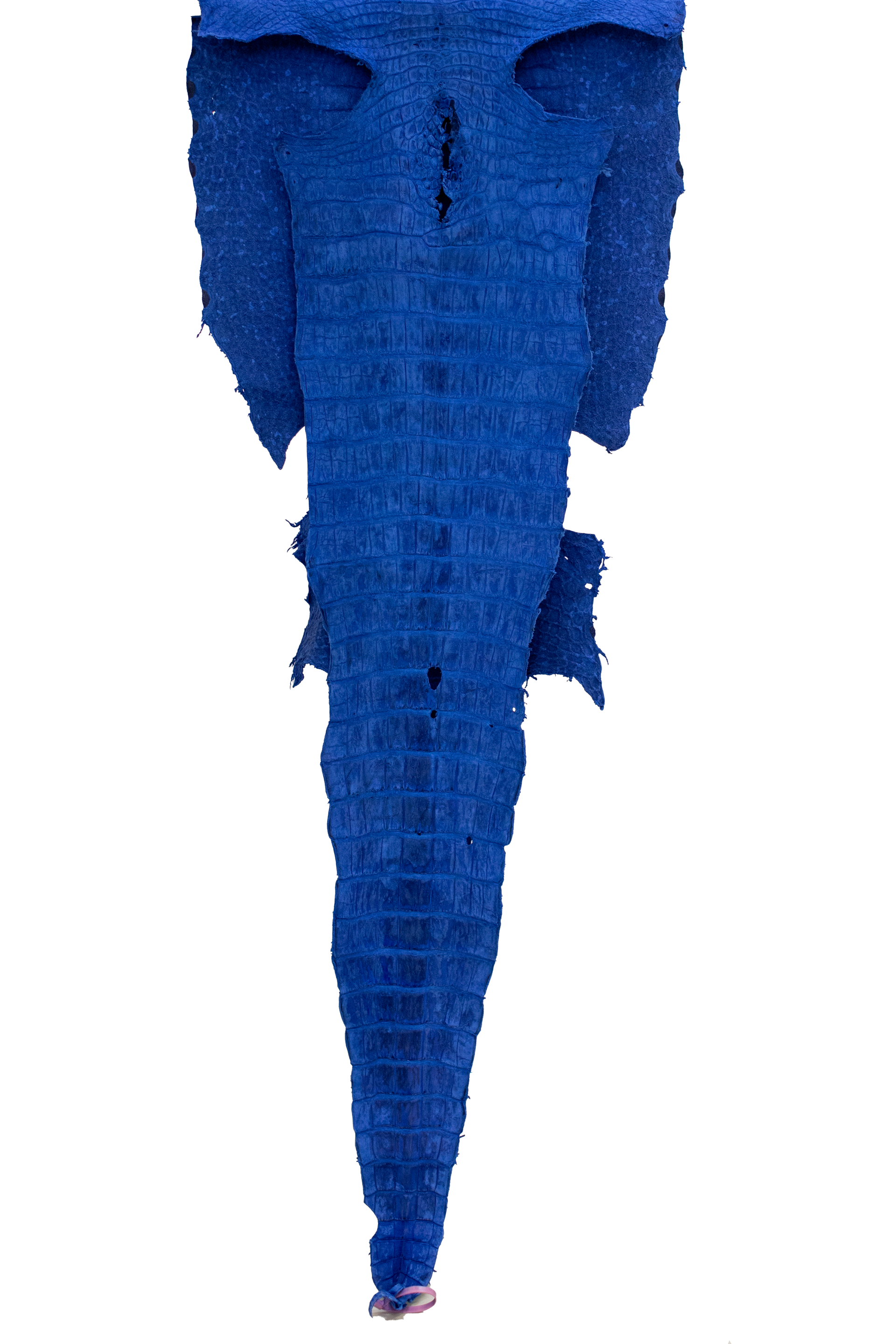 64 cm Grade 3/4 Navy Blue Nubuck Wild American Alligator Leather - Tag: FL21-0006912