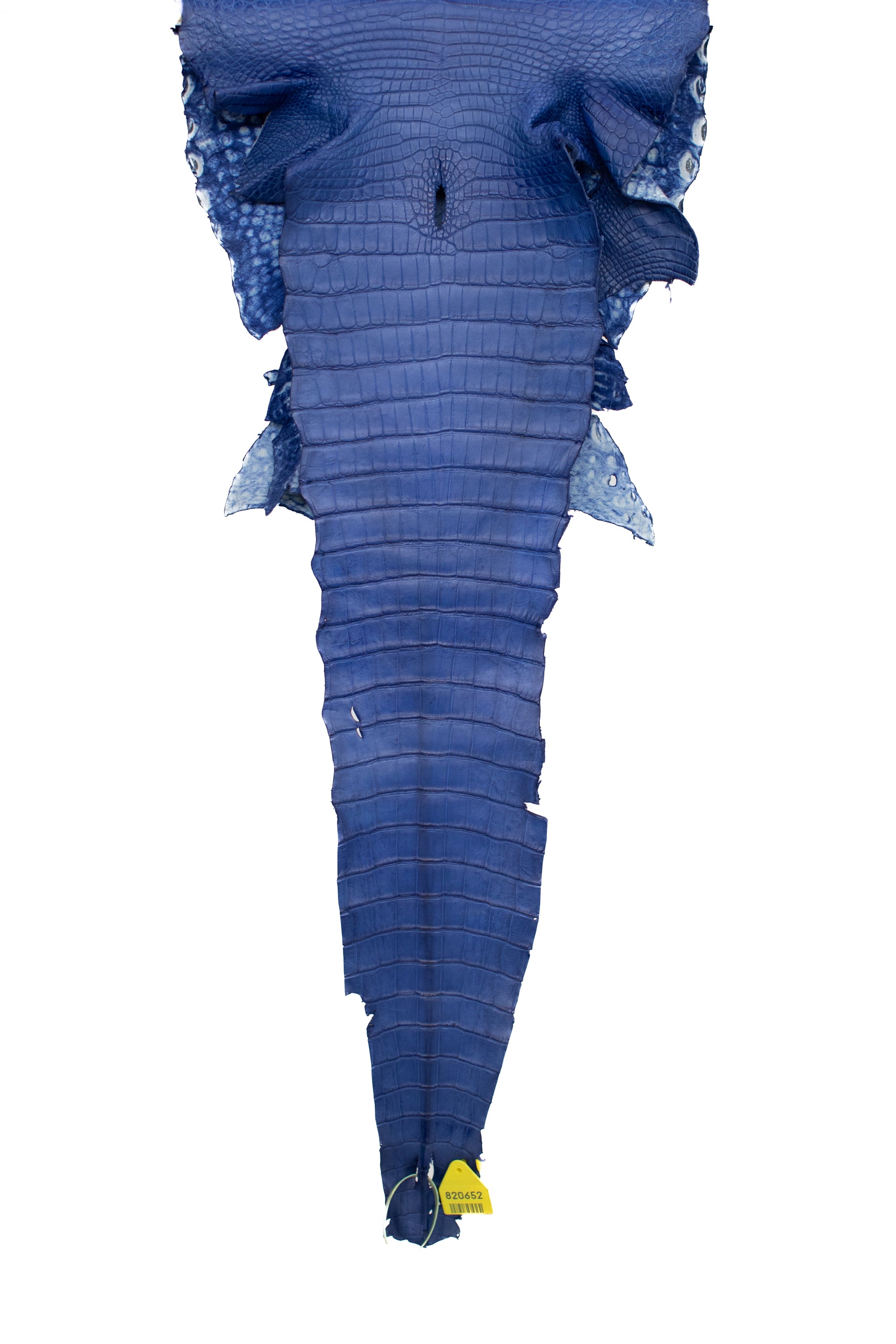 39 cm Grade 2/3 Royal Blue Matte Wild American Alligator Leather - Tag: FL16-0007487