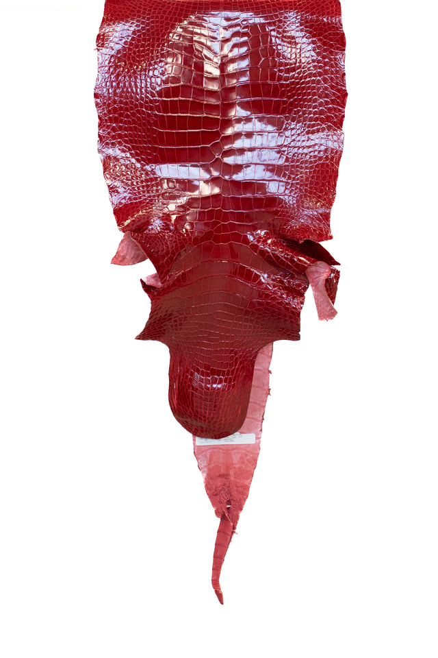 39 cm Grade 2/3 Red Glazed Wild American Alligator Leather - Tag: LA17-0010531