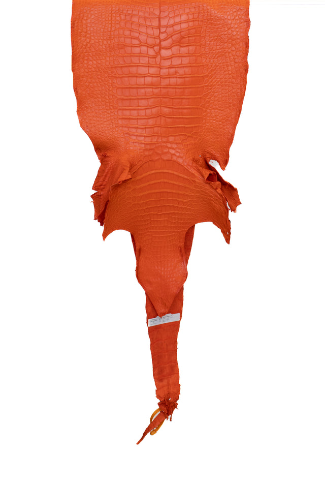 42 cm Grade 2/3 Orange Matte Wild American Alligator Leather - Tag: LA22-0017417