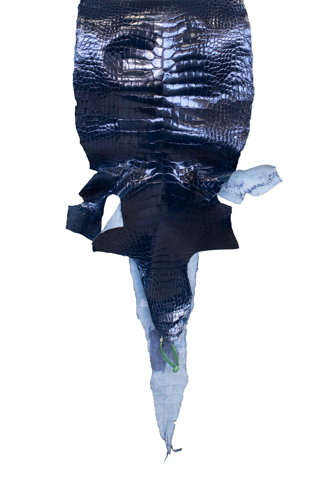 36 cm Grade 4/5 Ocean Blue Glazed Wild American Alligator Leather - Tag: LA22-0021030