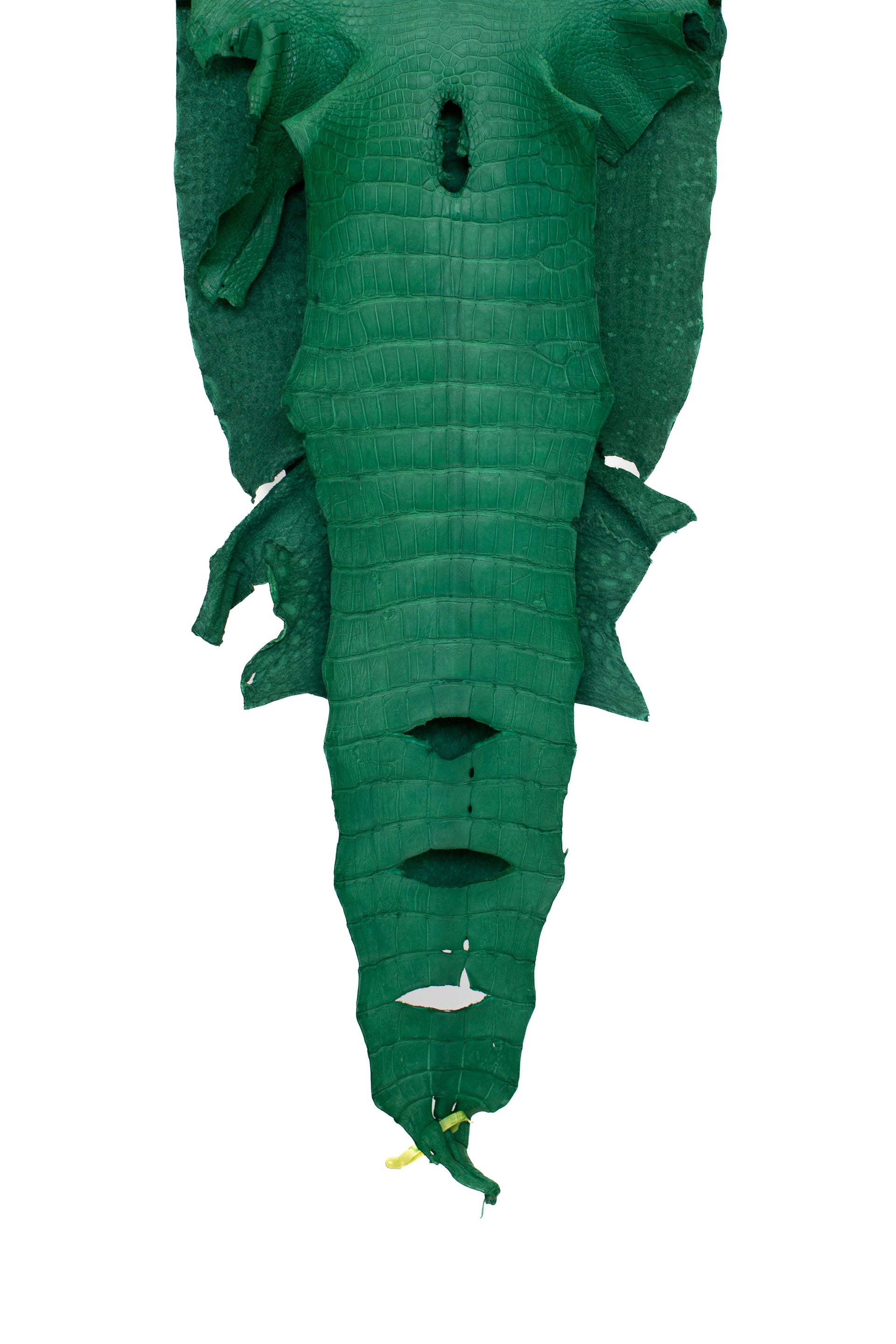 46 cm Grade 4/5 Kelly Green Matte Wild American Alligator Leather - Tag: LA22-0021164