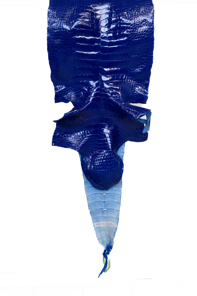 41 cm Grade 1 Electric Blue Glazed Wild American Alligator Leather - Tag: LA22-0027234