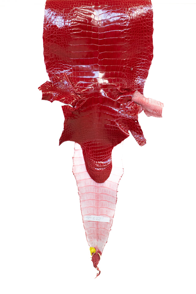 41 cm Grade 1/2 Red Glazed Wild American Alligator Leather - Tag: LA13-0030096