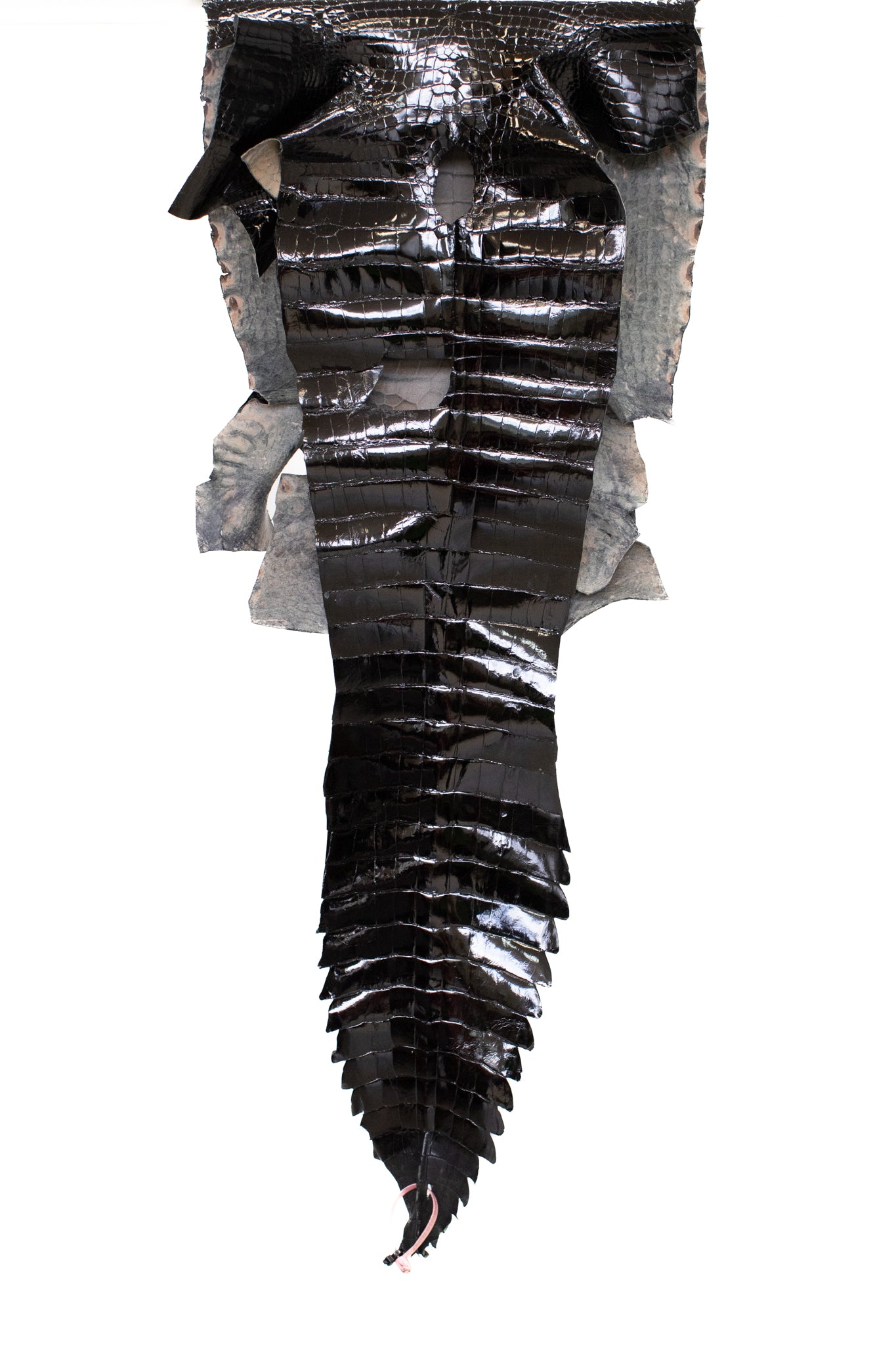 44 cm Grade 1/2 Black Glazed Wild American Alligator Leather - Tag: FL14-0030281