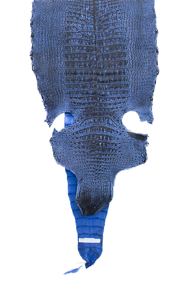 55 cm Grade 1/2 Paradox Blue Outlaw Wild American Alligator Leather - Tag: LA22-0031123