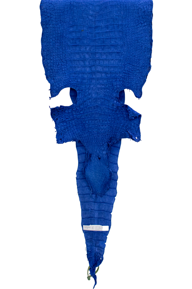 41 cm Grade 2/3 Navy Blue Nubuck Wild American Alligator Leather - Tag: LA22-0031230