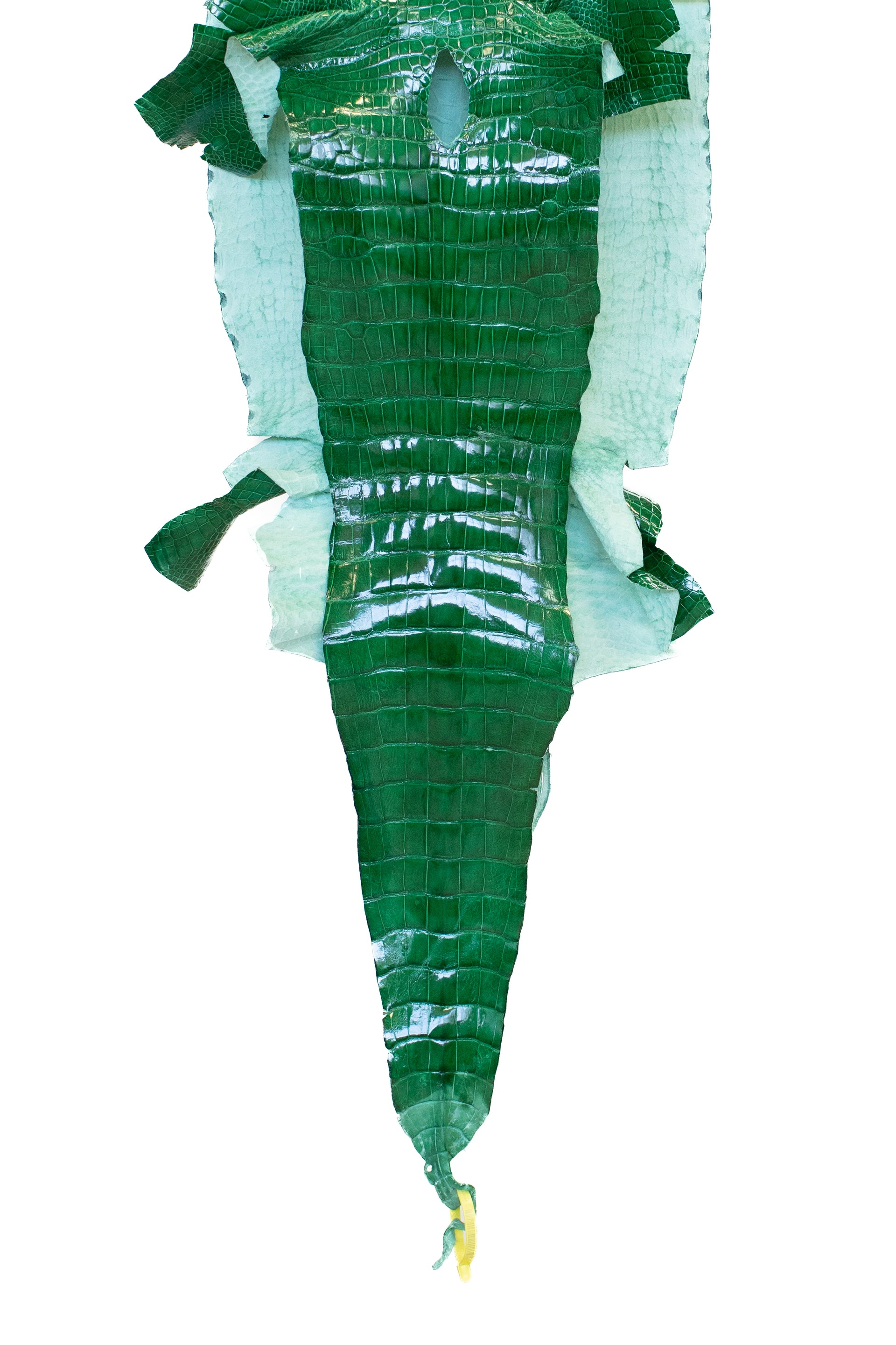 41 cm Grade 2/3 Kelly Green Glazed Wild American Alligator Leather - Tag: LA22-0031227