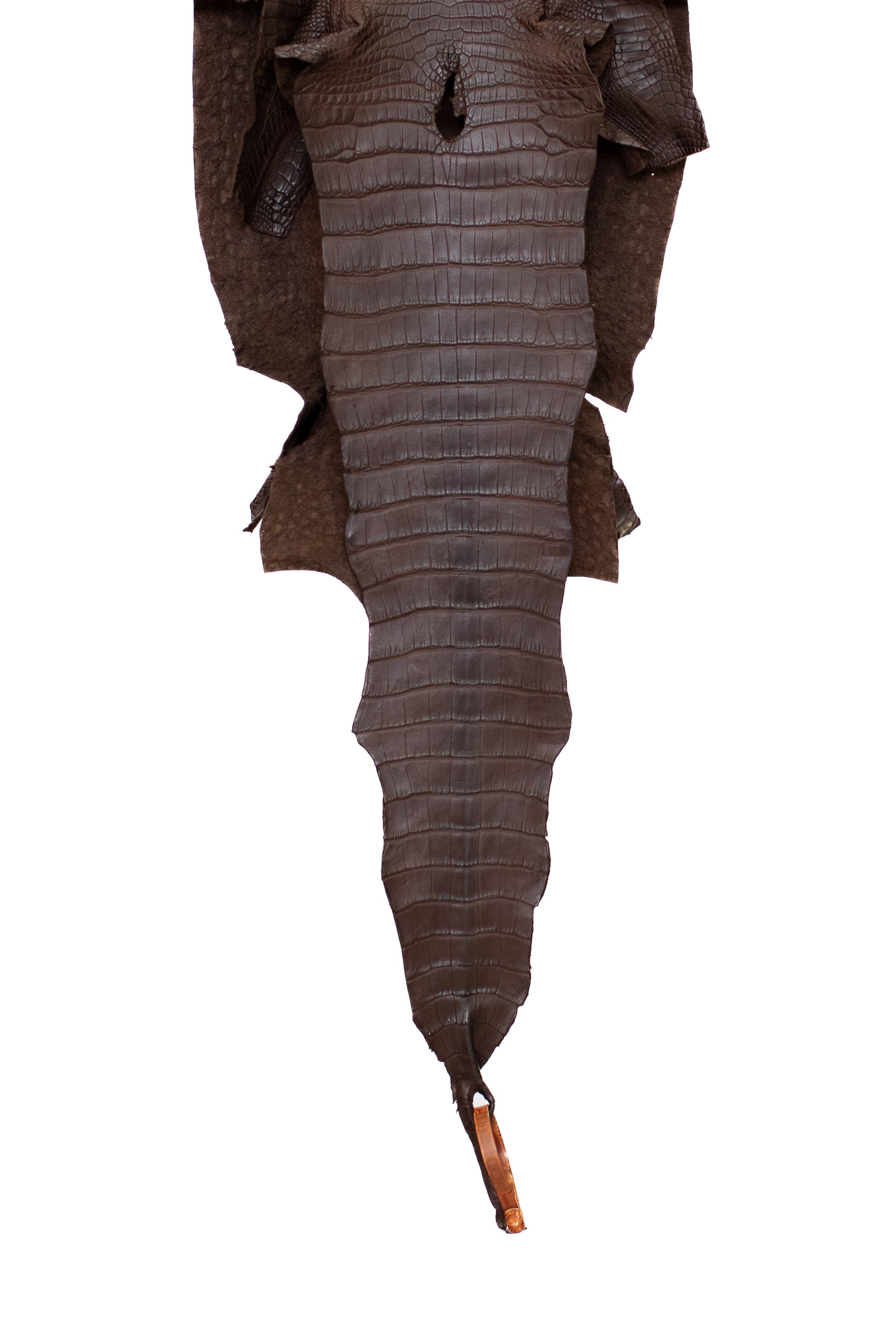 31 cm Grade 2/3 Chocolate Matte Wild American Alligator Leather - Tag: FL15-0032771