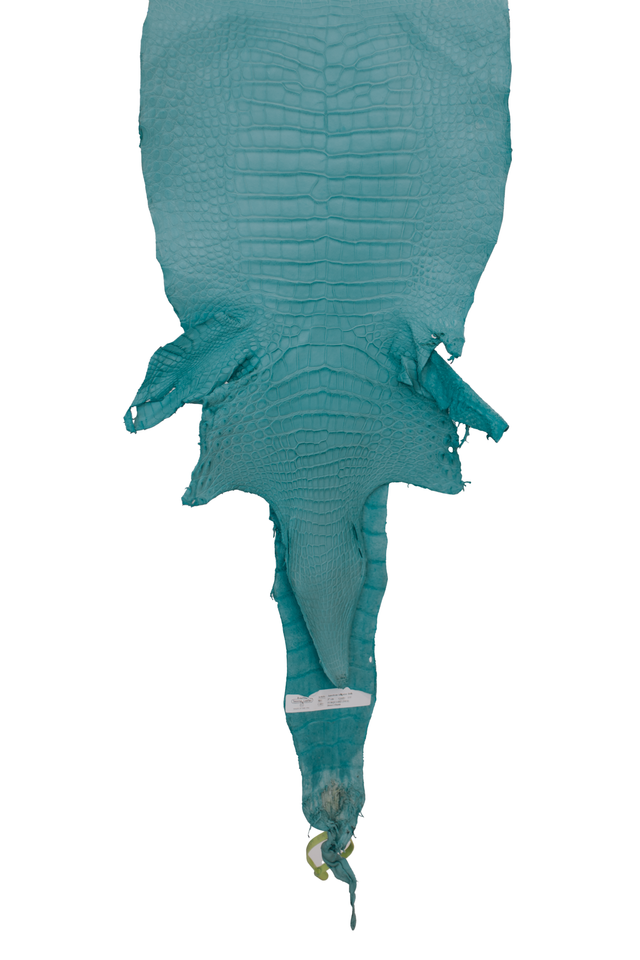 37 cm Grade 1/2 Aqua Matte Wild American Alligator Leather - Tag: LA19-0034426