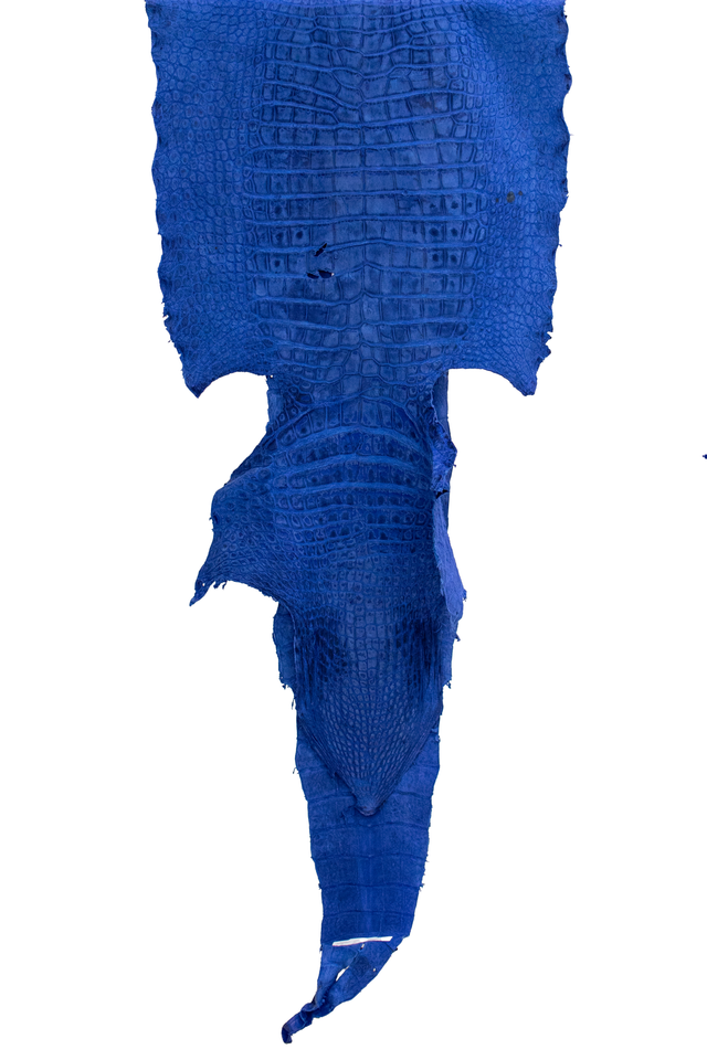 66 cm Grade 3/4 Navy Blue Nubuck Wild American Alligator Leather - Tag: FL22-0034428