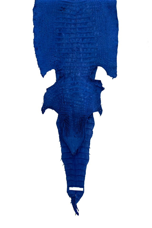 59 cm Grade 2/3 Navy Blue Nubuck Wild American Alligator Leather - Tag: FL22-0034504
