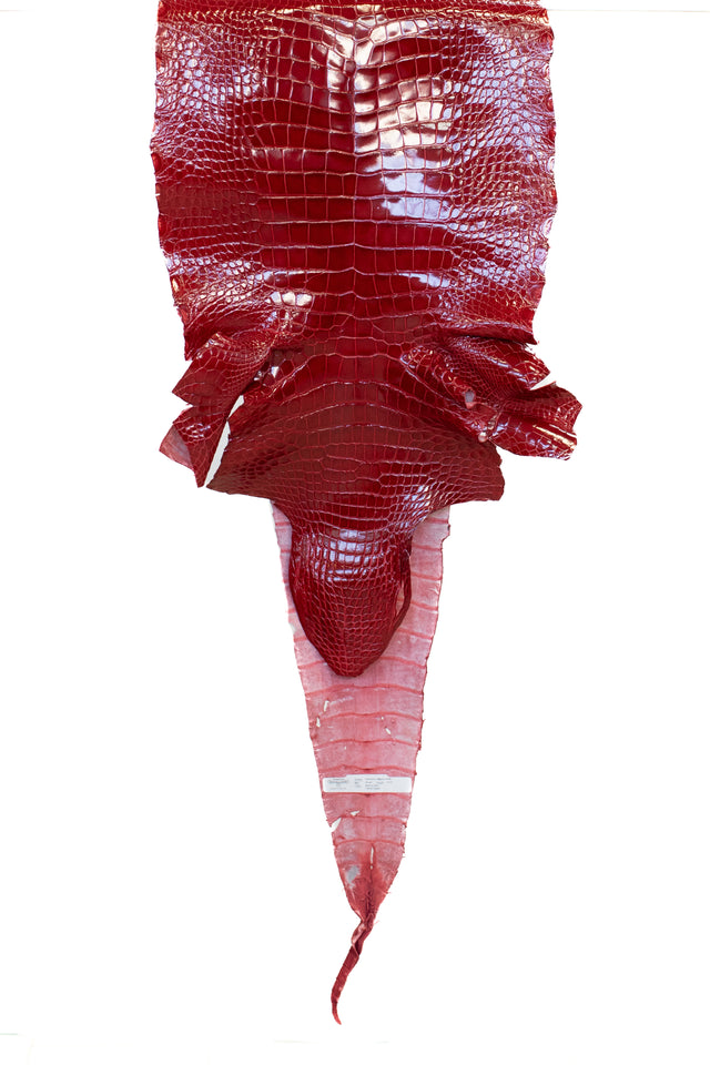 43 cm Grade 2/3 Red Glazed Wild American Alligator Leather - Tag: LA17-0035352