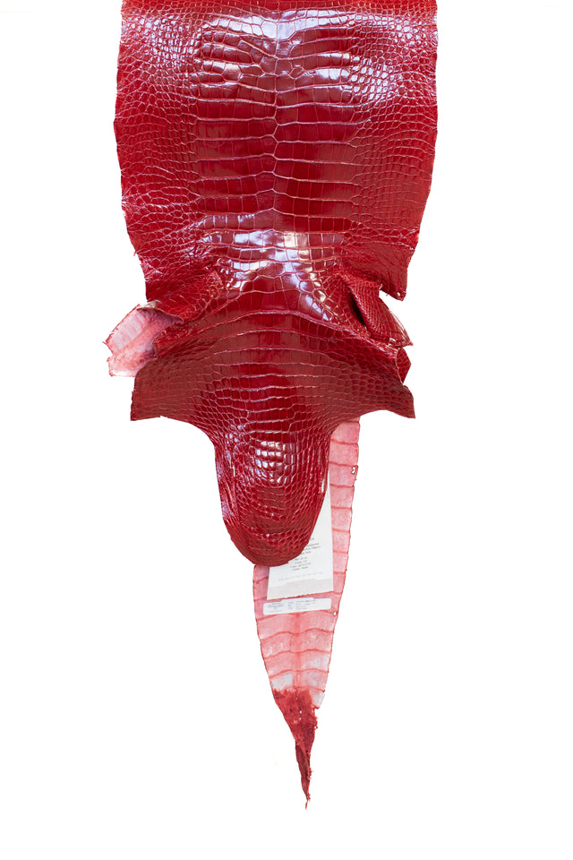 42 cm Grade 1/2 Red Glazed Wild American Alligator Leather - Tag: LA17-0035924