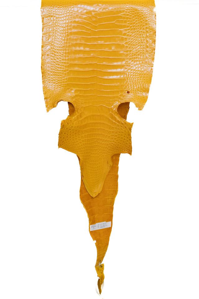35 cm Grade 1/2 Golden Yellow Millennium Farm Raised American Alligator Leather - Tag: FL17-0036759