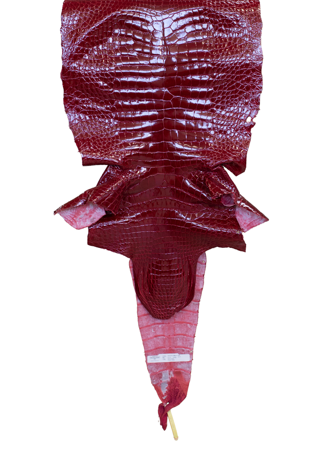 44 cm Grade 3/4 Red Glazed Wild American Alligator Leather - Tag: LA19-0036810
