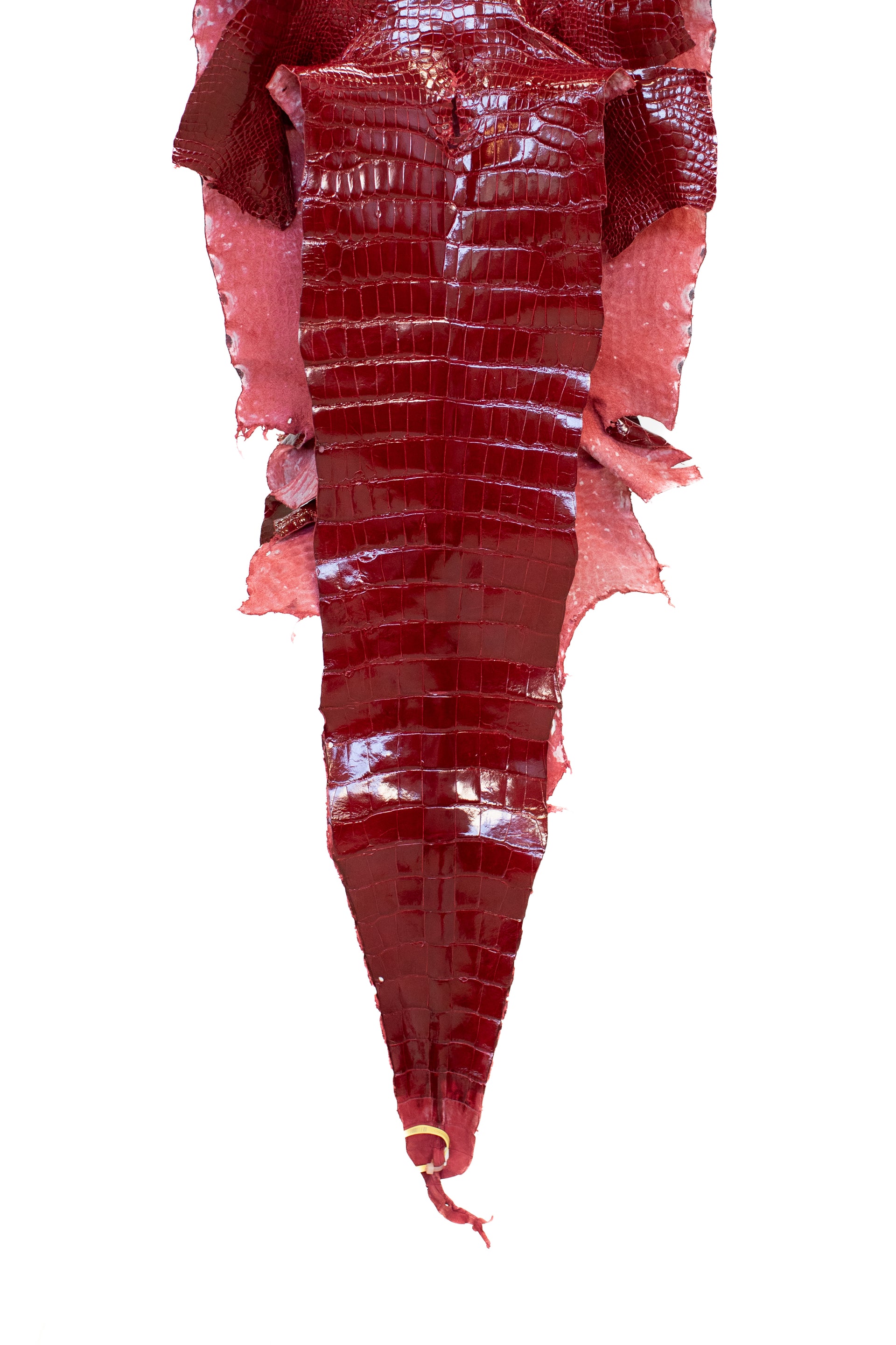 44 cm Grade 1/2 Red Glazed Wild American Alligator Leather - Tag: LA19-0037448