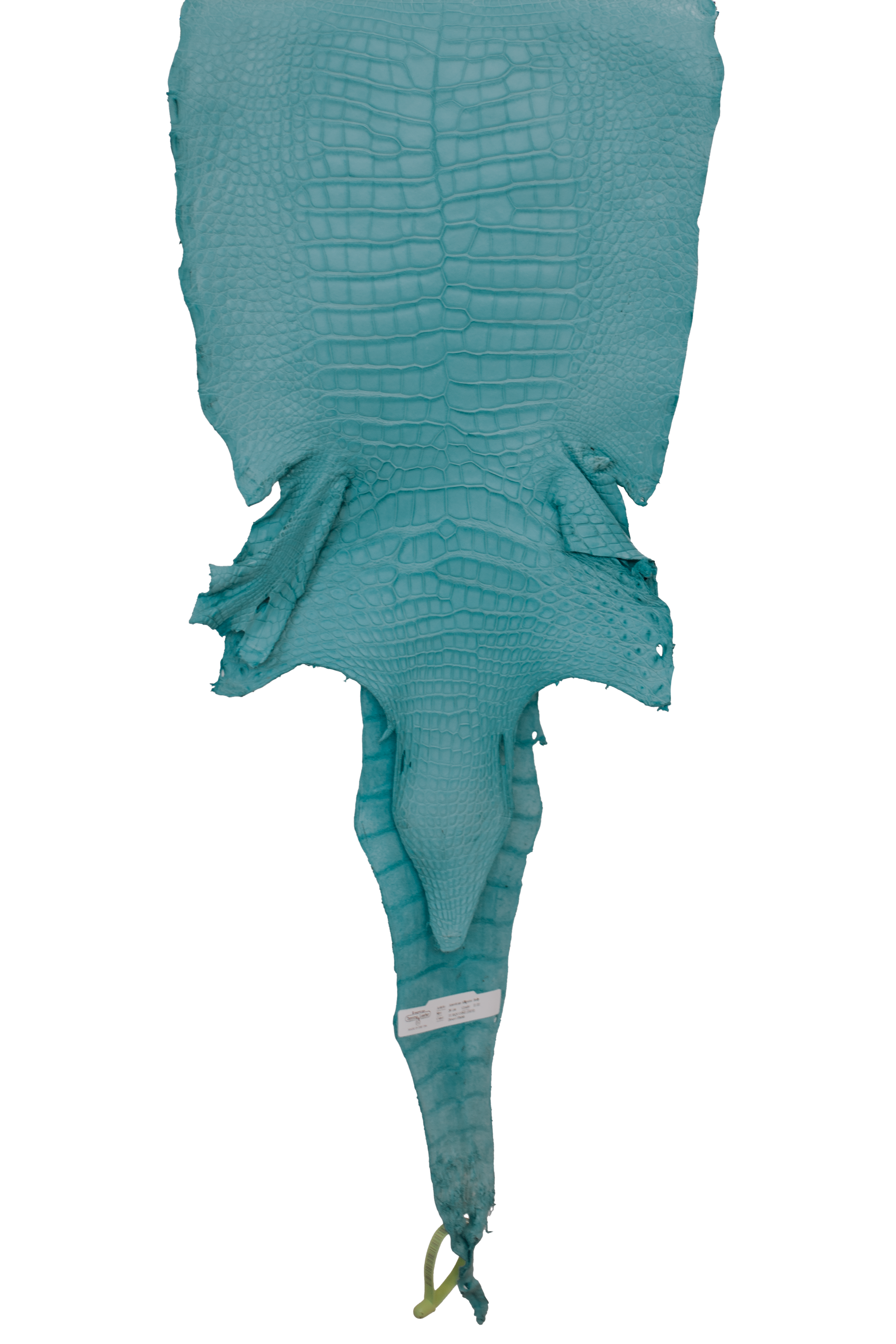 36 cm Grade 2/3 Aqua Matte Wild American Alligator Leather - Tag: LA19-0037576