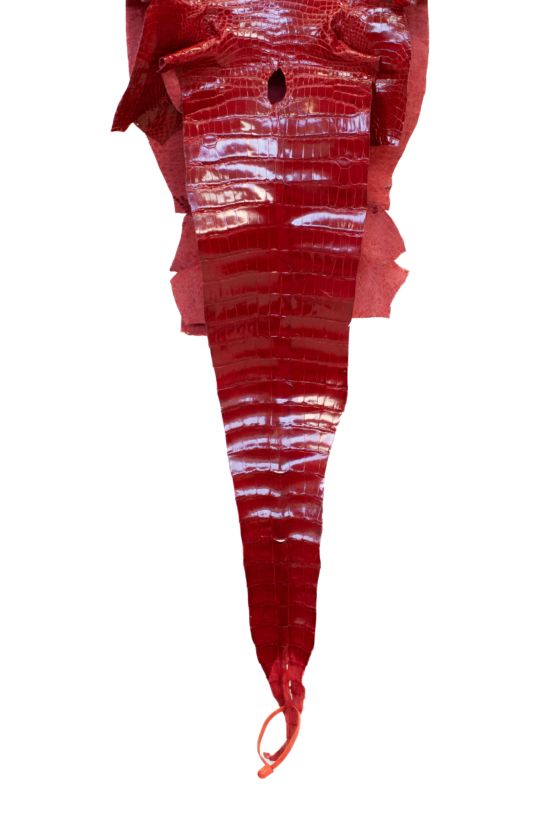 31 cm Grade 1 Red Glazed Wild American Alligator Leather - Tag: LA16-0037588