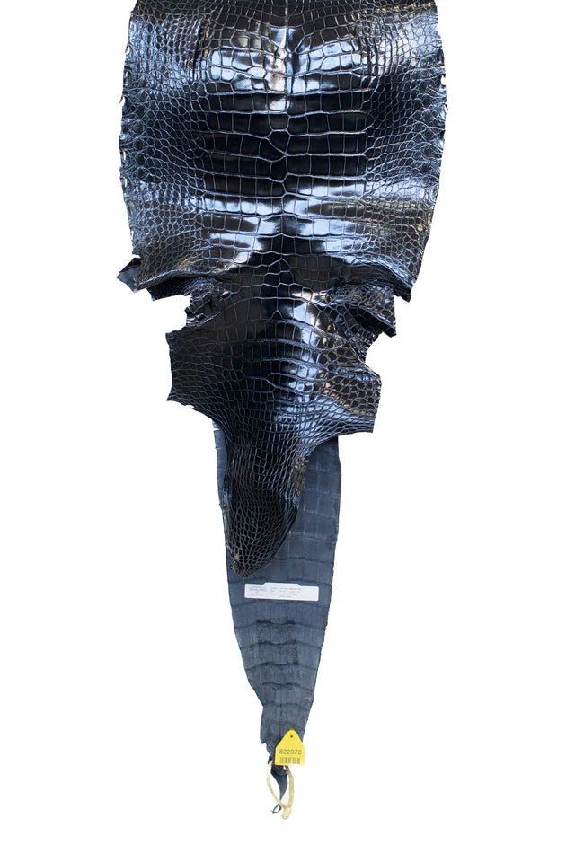 43 cm Grade 1/2 Navy Blue Glazed Wild American Alligator Leather - Tag: LA16-0037589