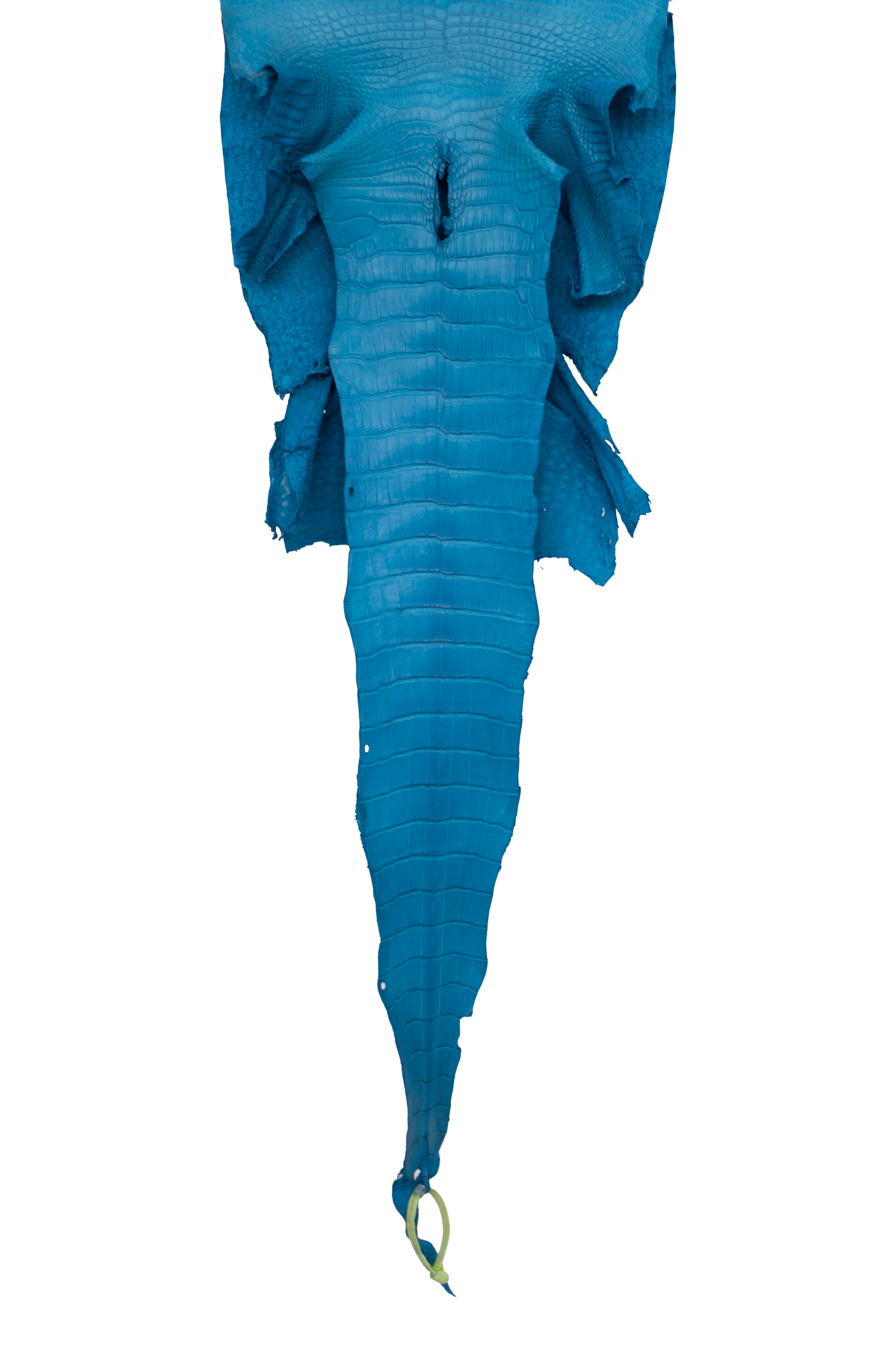 37 cm Grade 1/2 Ultramarine Matte Wild American Alligator Leather - Tag: LA19-0037598