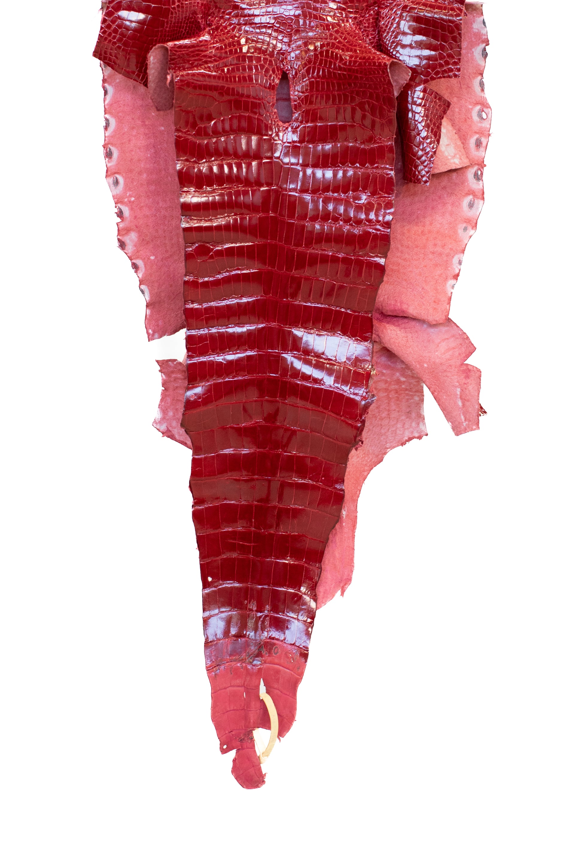 40 cm Grade 2/3 Red Glazed Wild American Alligator Leather - Tag: LA16-0043658
