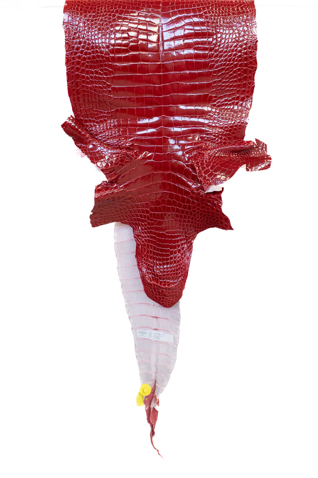 42 cm Grade 1/2 Red Glazed Wild American Alligator Leather - Tag: LA14-0052225