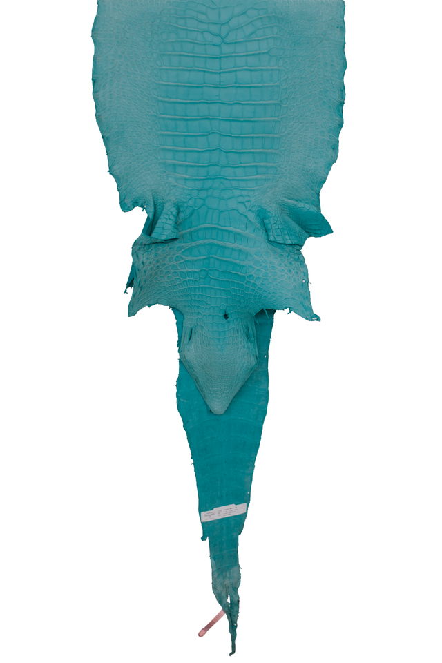 44 cm Grade 2/3 Aqua Matte Wild American Alligator Leather - Tag: LA18-0053084