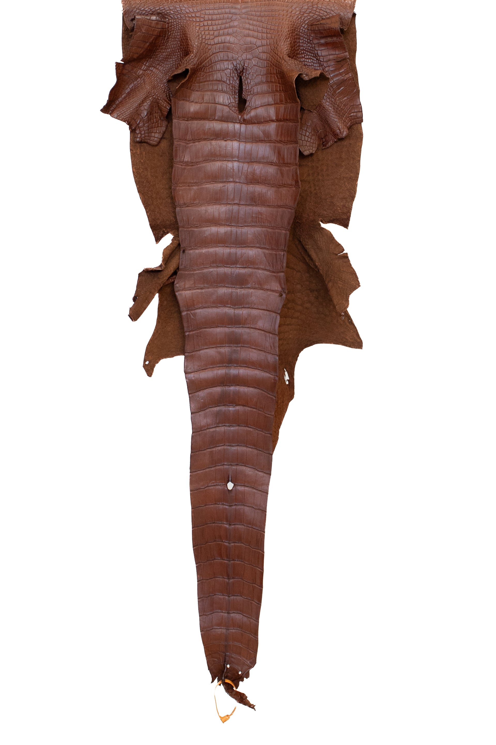 41 cm Grade 3/4 Cigar Matte Wild American Alligator Leather - Tag: FL23-0078265