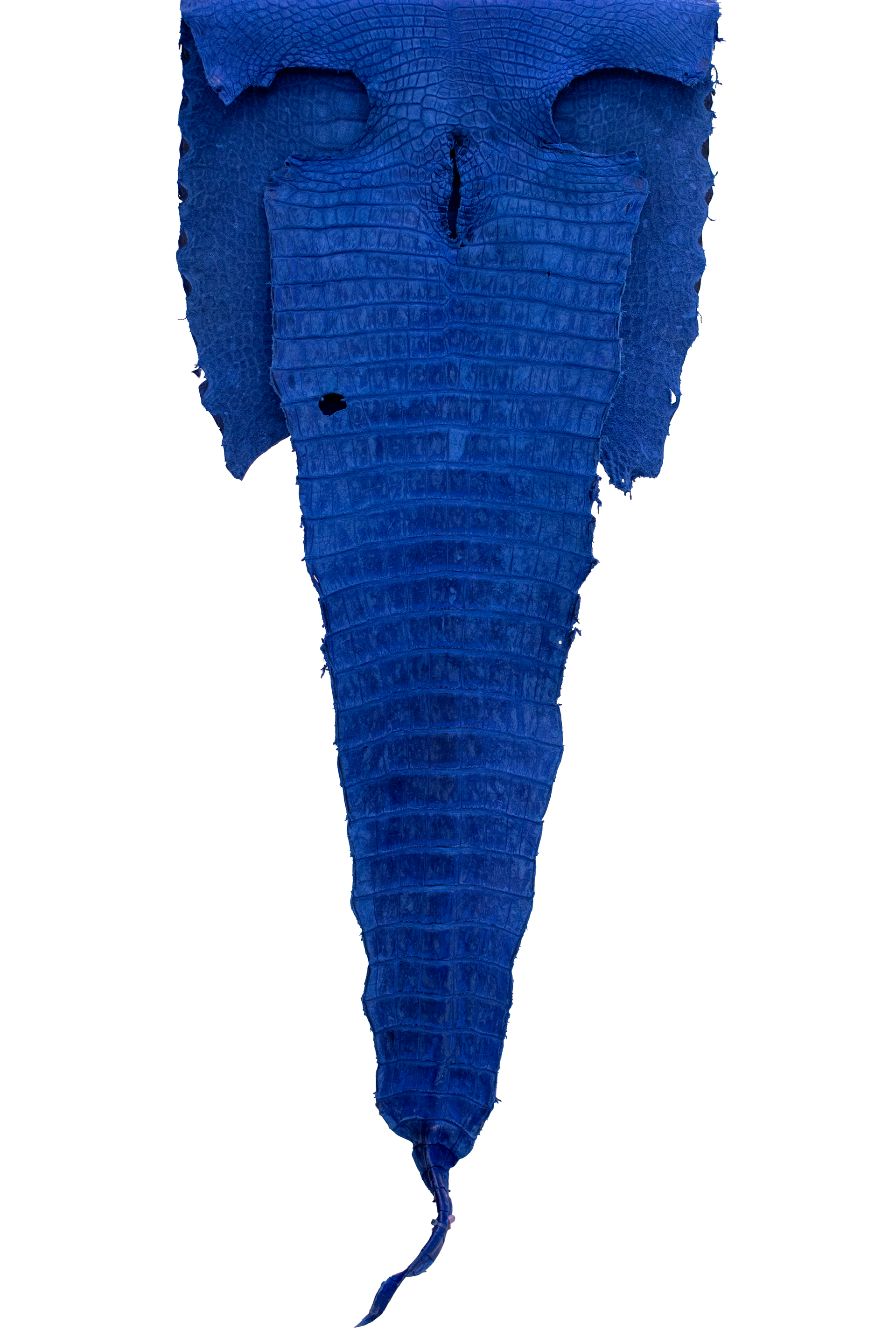 67 cm Grade 2/3 Navy Blue Nubuck Wild American Alligator Leather - Tag: FL21-0081171
