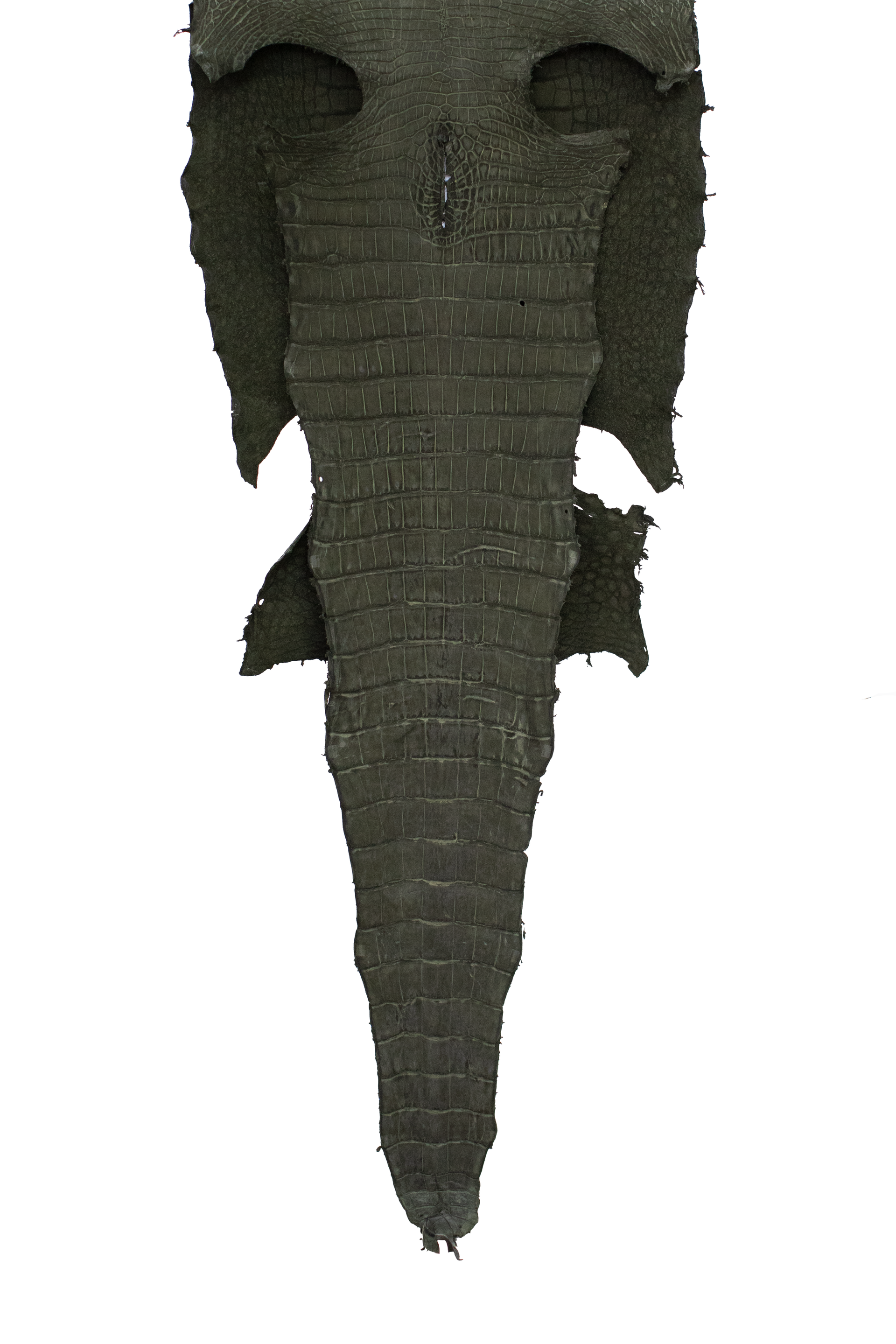 69 cm Grade 2/3 Olive Green Nubuck Wild American Alligator Leather - Tag: FL21-0084799