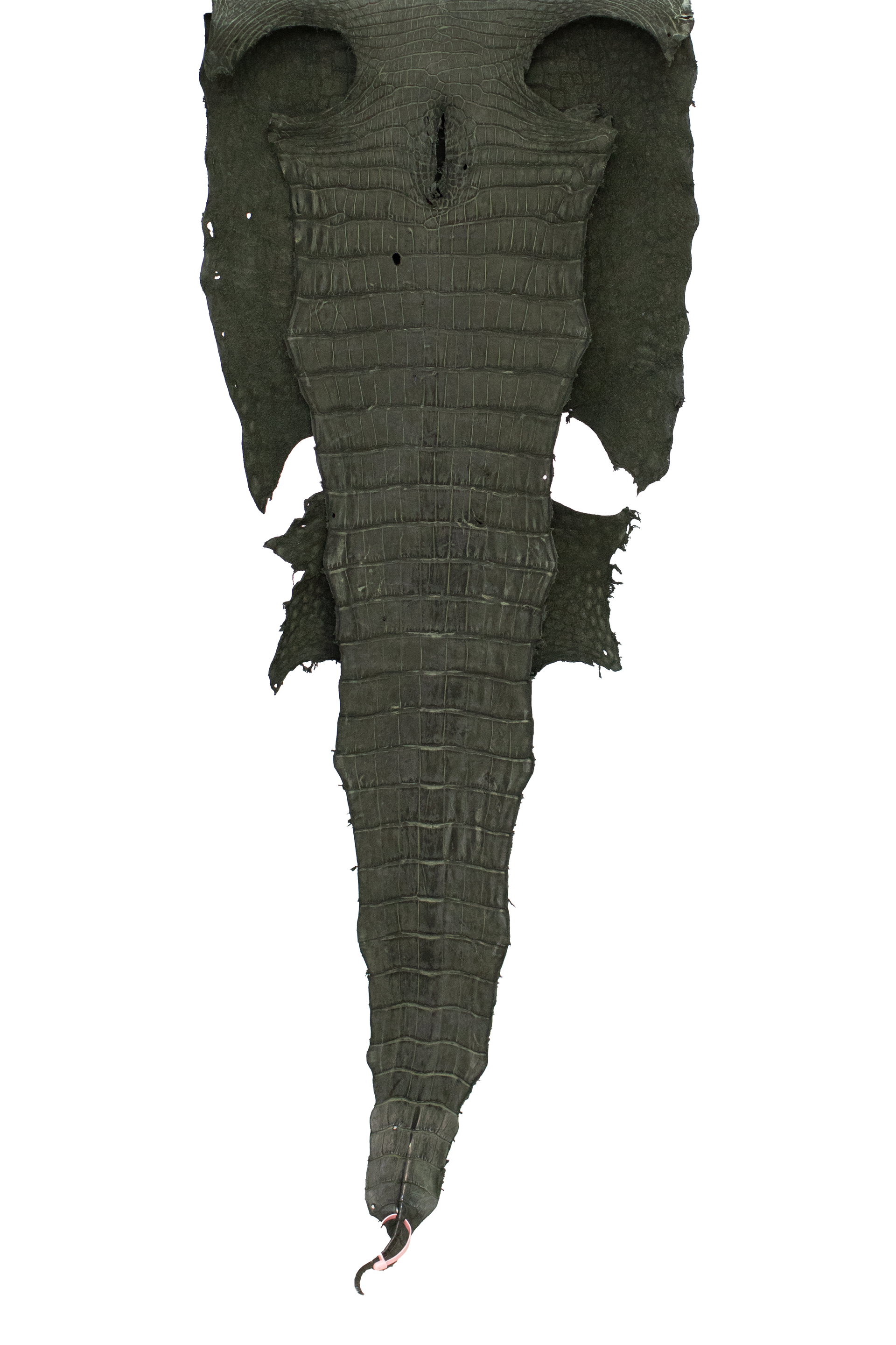 63 cm Grade 3/4 Olive Green Nubuck Wild American Alligator Leather - Tag: FL21-0086433