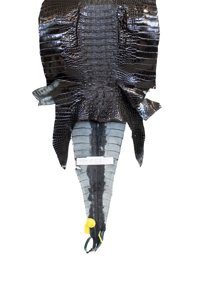 33 cm Grade 1 Black Glazed Farm Raised Hornback American Alligator Leather - Tag: LA06-0263567
