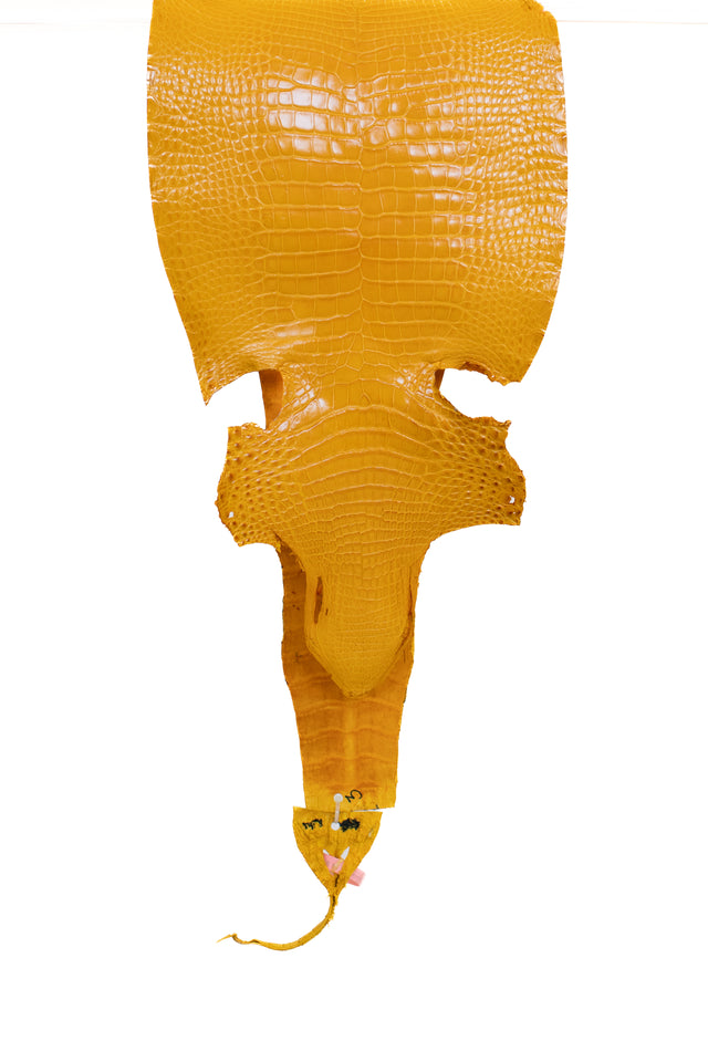 26 cm Grade 2/3 Golden Yellow Millennium Farm Raised American Alligator Leather - Tag: LA21-0328687