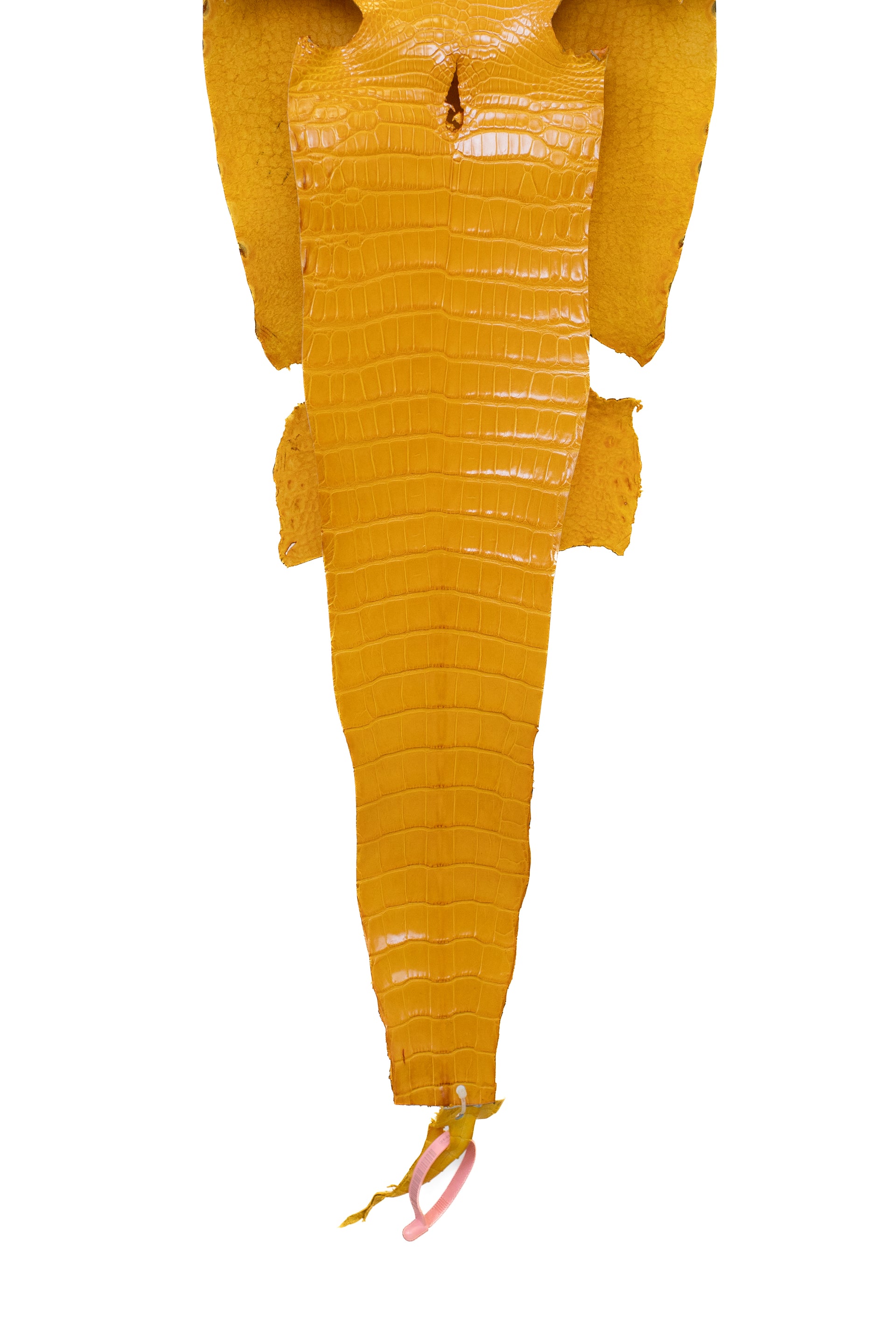 30 cm Grade 2/3 Golden Yellow Millennium Farm Raised American Alligator Leather - Tag: LA21-0328718