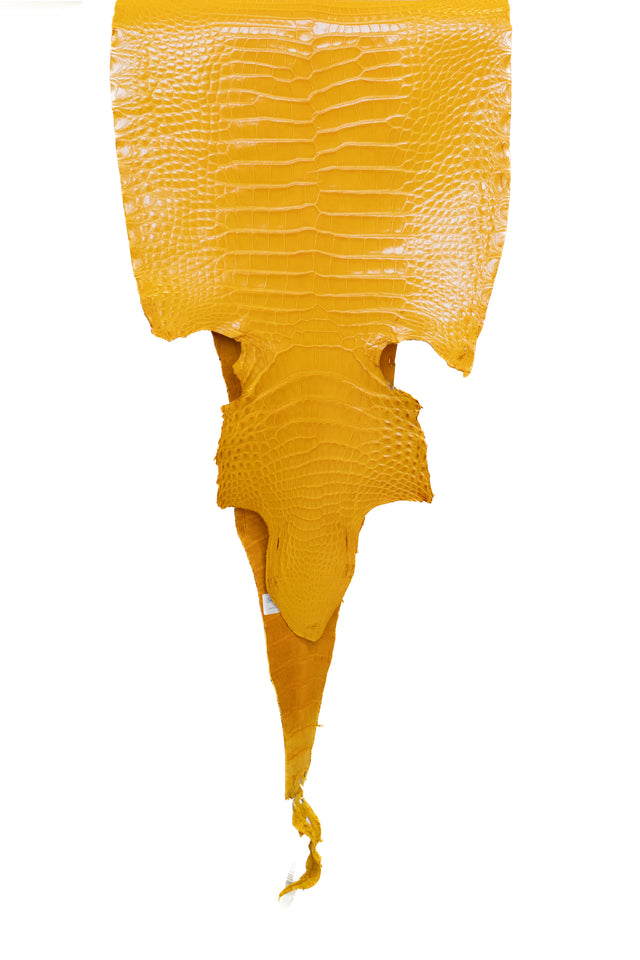 33 cm Grade 2/3 Golden Yellow Millennium Farm Raised American Alligator Leather - Tag: FL17-0036169