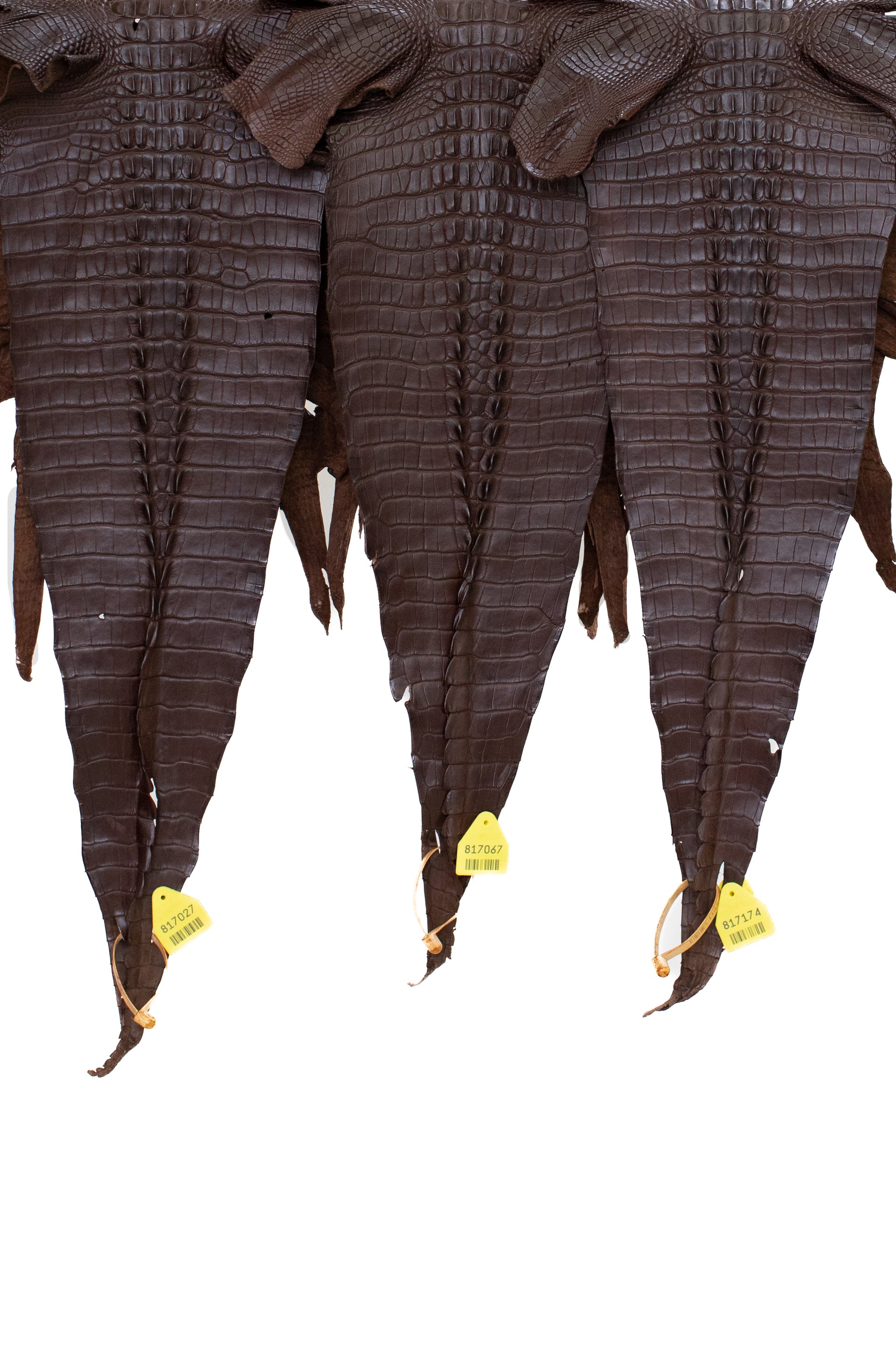 30/34 cm Grade 1/2 Chocolate Matte Wild Hornback American Alligator Leather
